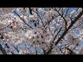 【RELAXATION】 Beautiful Sakura with relaxing Music | Cherry Blossoms | ASMR