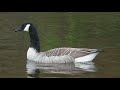 [Videography] Muskegon River Hemlock Park Eyot