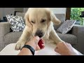 Dog Reviews Different Types of Food - Golden Retriever Taste Test