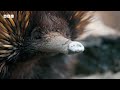 Cute echidnas keep cool... by blowing SNOT BUBBLES 😲 | Mammals - BBC