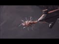 Fly Tying with Corey: Semi-Realistic Stonefly Nymph