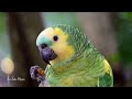 Amazon Rainforest ★ Scenic Wildlife Film🌿 in 4K With Relaxing Music ♫ ♬ ||► 184 min