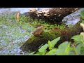 Frog Sounds 🐸 Insects, Crickets and Wind Ambience for Focus and Relax (5 Minutes)