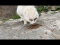 Hungry Stray Cat With No Ears Meets the Food Lady - Feeding Stray Cats