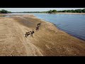Wild Dogs VS Crocs - Apex predators of land and fresh water collide!! Killer instincts on show...