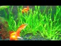 Goldfish Planted Aquarium 55