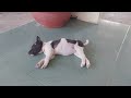 Best Funny Dogs and Cats Videos😻🐶Funniest Animal videos 2024😹Part 8