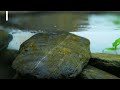 HOW I got rid of BLUE GREEN ALGAE (CYANOBACTERIA) | EP2 HILLSTREAM AQUARIUM