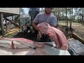 Catching and Cooking a WILD SHARK on the HIBACHI Grill!! *Legally Harvested*
