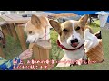 犬連れ旅in奄美大島③ 必見のハートロック Trip to AMAMI-Island, Kagoshima with corgi【コーギー犬モナ084】