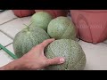 Growing melons in 80 days! Fertigation method.