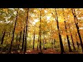 DISTANT SOUNDS OF NATURE  | RELAXING NATURE SOUNDS  | COSMIC HEALING TOUCH | Meditation Music