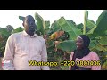 Farmland tour on Sustainable Farming in The Gambia