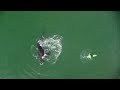 Ballenas en Playa Unión