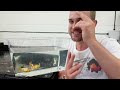 The RAREST Goldfish variety? | FIRST time look at the Jikin goldfish | HIGH QUALITY fancy goldfish