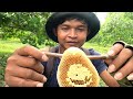 យកឃ្មុំនៅចំការស្វាយចន្ទី | Take Bees At Cashew Plantations