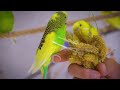 2 Hour of Happy budgie sounds