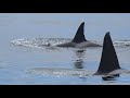 Monterey Bay Whale Watching April 2018. Orcas, Humpbacks, Fin Whales, and Dolphins!