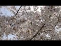 Natural Sonic「新しい桜の季節とボサノヴァギター」 - フレッシュな気分になれるBGM -