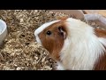 Guinea Pigs Eating Hay