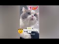 Try Not To Laugh Cats And Dogs Videos😻🐶New Funny Animals Video 2024