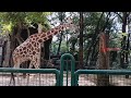 Eksplore Jerapah di Taman MargaSatwa Ragunan @AzamCool #ragunan #jerapah #zoo