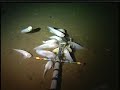 Mariana snailfish feeding on the ocean floor