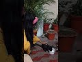 Anabiya feeding to cat