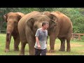 Herd Welcome Their Favorite Person Back Home - ElephantNews