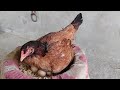 Kani MURGI harvesting eggs to chicks || Natural hatching for eggs to 8 chicks  تفقيس بيض الدجاجة