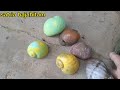 SERU‼ Mencari keongwarnawarni|keongmelon|bekicotalbino di samping rumah