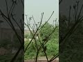 छोटी सी चिड़िया, नन्हीं सी चिड़िया, गौरैया कॉलोनी हनुमान मंदिर एम एस जे कॉलेज भरतपुर आज का दृश्य...