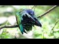 Most Beautiful Birds in the World | Breathtaking Beauty of Earth's Most Exquisite Birds | Relaxation