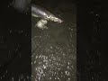 Nice pike eel fishing Australia