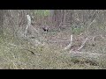 Turkey in the woods