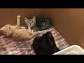 just 5 minutes of kittens doing kitten things