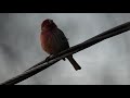 03 House Finch Call /Sound  (4K HD)
