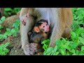 Baby Monkey SARIKI crying so loudly when mom training big lesson.
