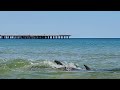 Дельфины на пляже Джемете , Анапа ) 07.06.2023