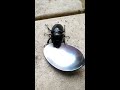 Homeless junkie Stag Beetle accused of shop lifting