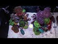 Fluval Evo 13.5 Reef Tank - What corals you can keep