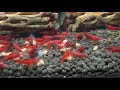 Feed the red shrimp in the aquarium