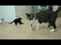 Introducing Two Rescued Kittens to the Big Cats for the First Time │ Episode.1
