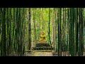 Buddha's Flute | Bamboo Forest