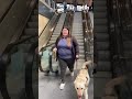 Guide Dog Travels on Escalator for the First Time! #guidedogtraining #shorts