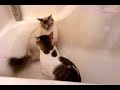 Cats in the tub