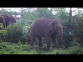 A wild elephant that really drives away flies Elephant soul