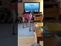 Rowdy the Greyhound's Breakfast Tantrum