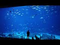 Georgia Aquarium - 4K Walkthrough - Slow TV - Virtual Walk - biggest aquarium in the world - Atlanta