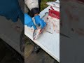 Processing our catch…filleting salmon…